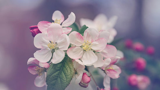 цветя, разцвет, пролет, дърво, размазано, HD тапет HD wallpaper