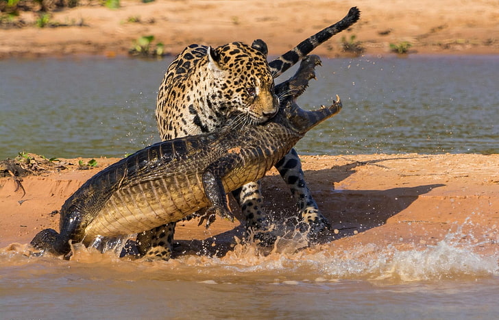 бял и черен леопард и черен и кафяв крокодил, крокодил, ягуар, лов, добив, плаж, HD тапет
