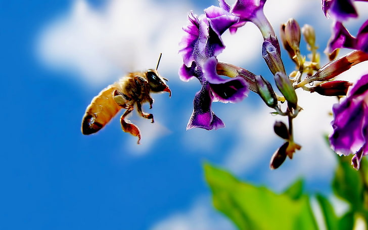 yellow bee, bee, flower, flying, pollination, HD wallpaper
