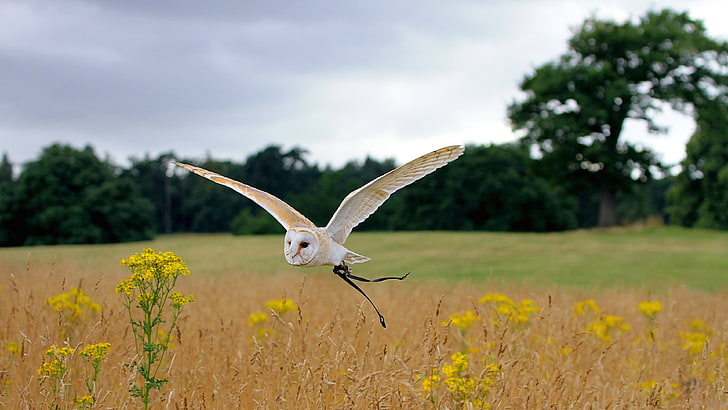 meadows, flight, Owl, cute animals, HD wallpaper