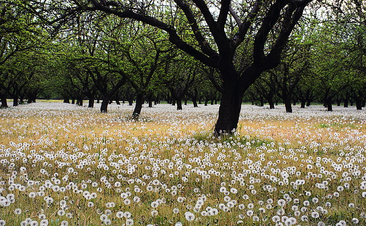 Beautiful Dandelion Field, white flowers and brown tree, Nature, Landscape, Beautiful, Field, Dandelion, HD wallpaper