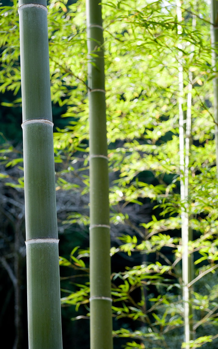 bambu, alam, tanaman, hutan, tampilan potret, Wallpaper HD, wallpaper seluler