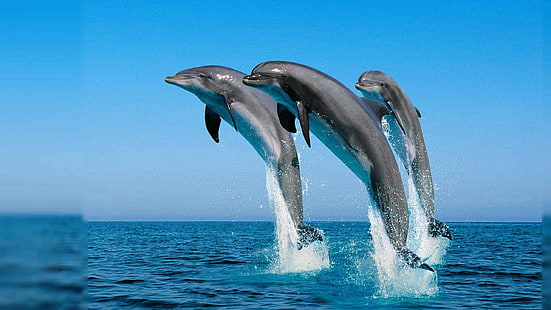 Dolphins Jump In The Air To The Caribbean Sea Summer Hd Wallpapers For Desktop 2560×1440, HD wallpaper HD wallpaper