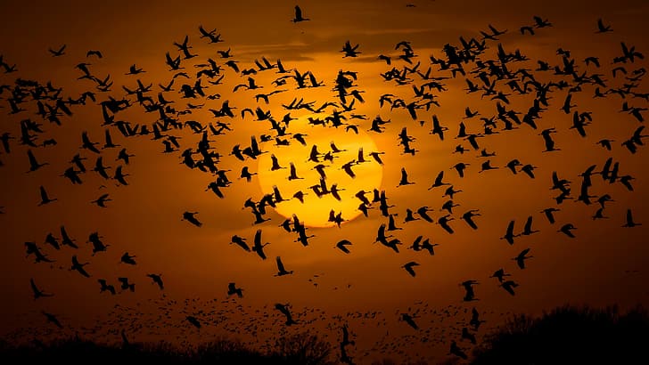 Natur, Sonne, Tiere, Vögel, Fliegen, Flügel, Sonnenlicht, Silhouette, orangefarbener Himmel, HD-Hintergrundbild