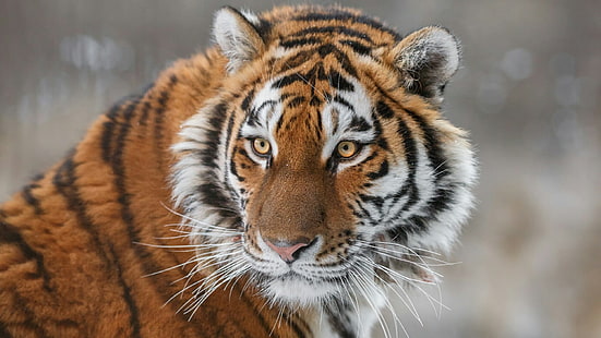 tigre, rosto, cabeça, gato grande, bigodes, predador, animais selvagens, animal selvagem, HD papel de parede HD wallpaper