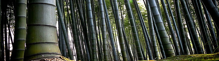 forest bamboo multiscreen 3840x1080  Nature Forests HD Art , forest, bamboo, HD wallpaper