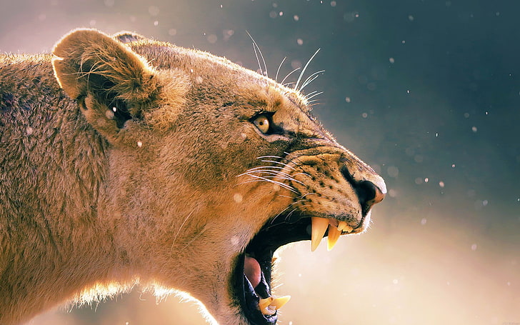 Angry Animal Female Lion Hd Desktop Backgrounds Free Download 2880×1800, HD wallpaper