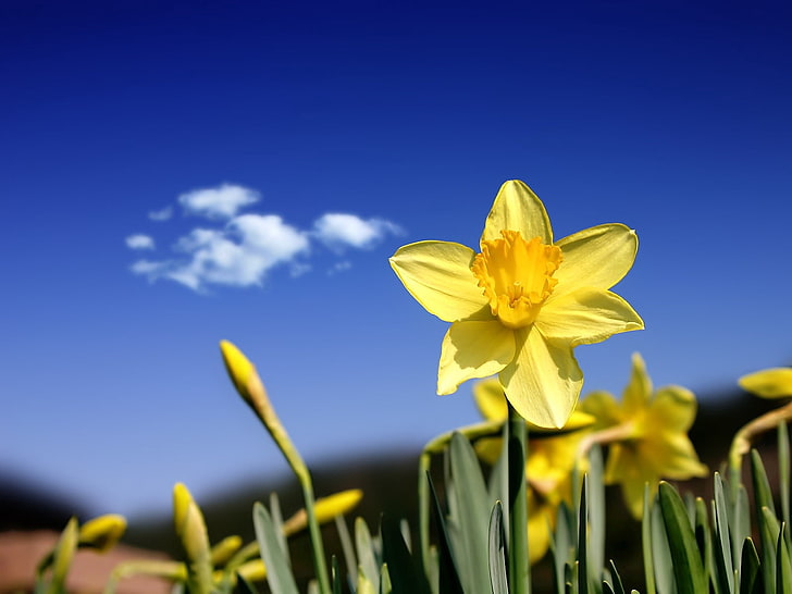 fleur jonquille jaune, jonquilles, fleurs, boutons, ciel, printemps, nuage, Fond d'écran HD