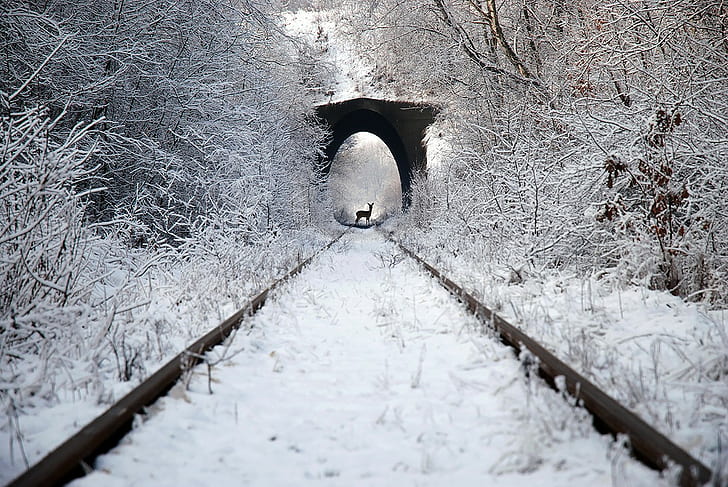 фотография, природа, животни, път, влак, елени, железница, зима, сняг, HD тапет