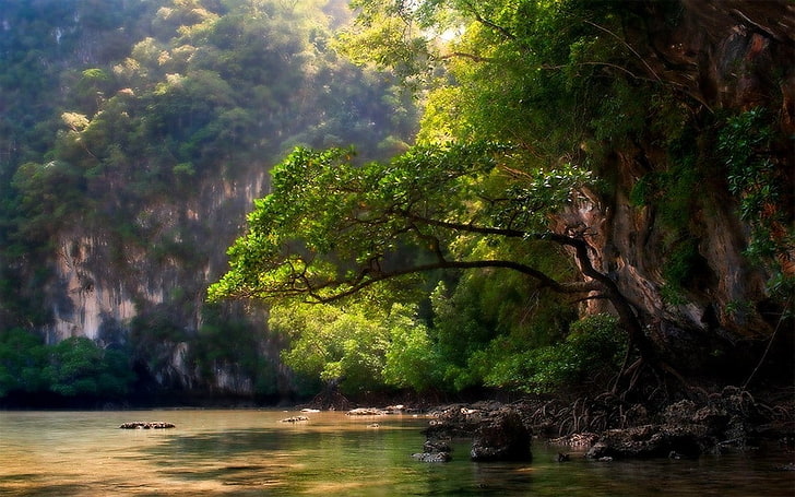 Зелено, пейзаж, планина, природа, река, корени, храсти, слънчева светлина, дървета, вода, HD тапет