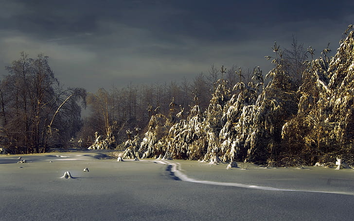 눈 겨울 나무 HD, 자연, 나무, 눈, 겨울, HD 배경 화면
