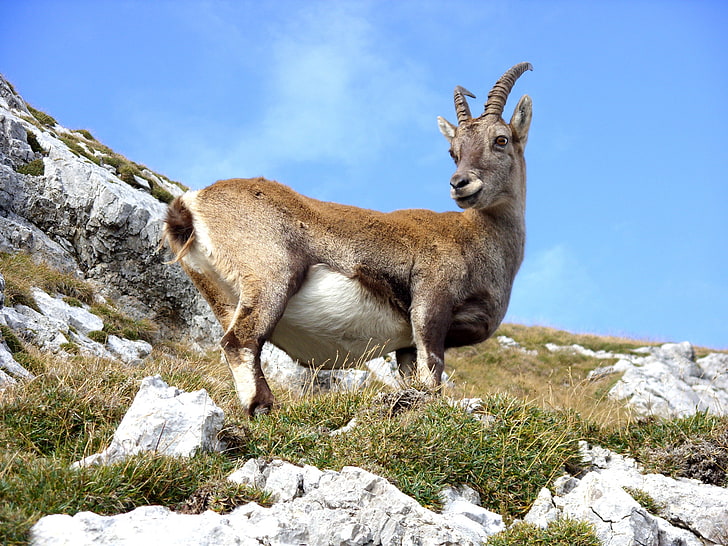white and brown goat, mountain goat, goat, grass, mountain, HD wallpaper