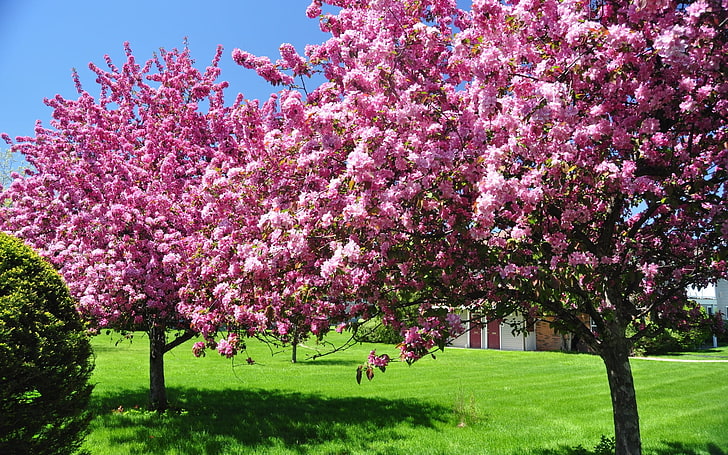 cerezos rosados, árboles, florecimiento, primavera, jardín, patio, rosa, Fondo de pantalla HD