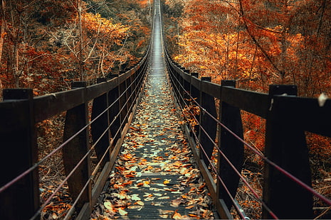 brązowy drewniany most otoczony klonem, brązowy drewniany most między drzewami, natura, fotografia, krajobraz, jesień, most, drewniana nawierzchnia, liście, las, czerwony, drzewa, Tajwan, rośliny, pomarańczowy, Tapety HD HD wallpaper