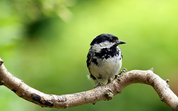 black-throated passerine bird, bird, small, twig, tree, HD wallpaper