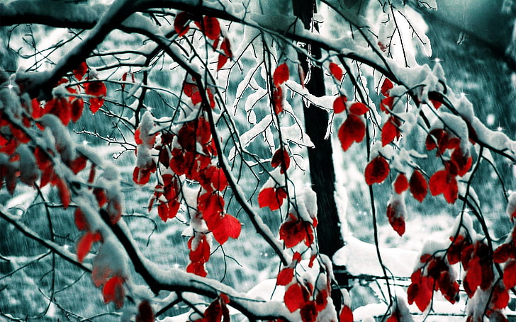 red leafed tree, winter, leaves, snow, trees, branches, nature, 1920x1200, HD wallpaper