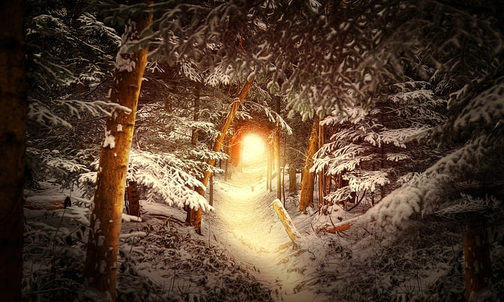 winter, forest, snow, trees, trail, the tunnel, the light at the end of the tunnel, HD wallpaper