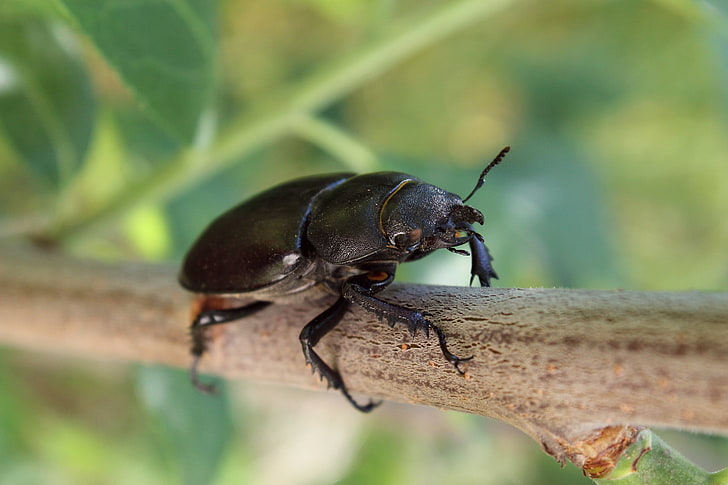 Beetle, branch, female, insect, macro, Stag, HD wallpaper