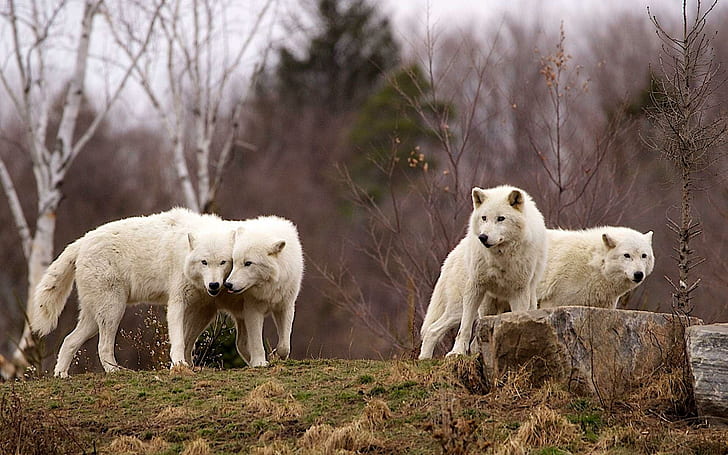 Arctic Wolf Pack, espírito, mítico, preto, animal selvagem preto, pacote, lobos, citações, branco, madeira, lobo solitário, HD papel de parede