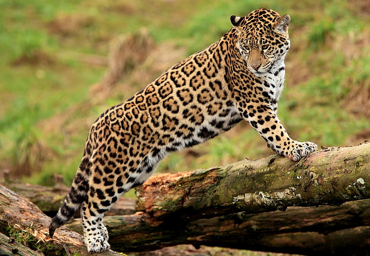 coklat dan hitam macan tutul, wajah, cakar, Jaguar, log, adalah, terlihat, muda, panthera onca, melihat kucing, Wallpaper HD