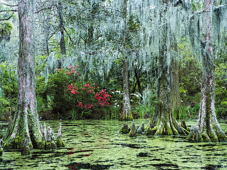 forest, flowers, swamp, sunken, HD wallpaper