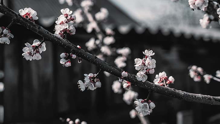 cherry blossom, red, black, white, HD wallpaper