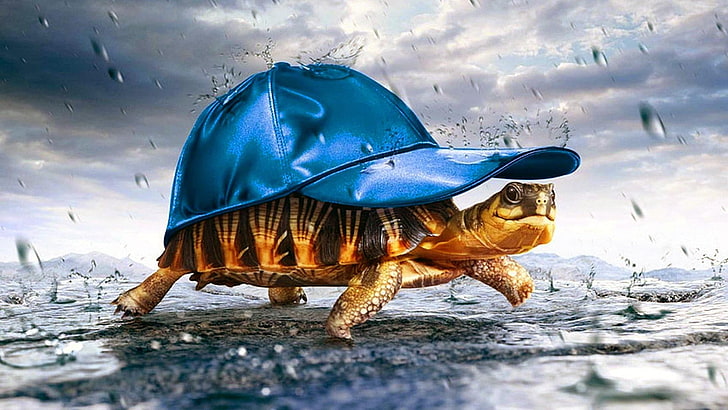 костенурка, костенурка, бейзболна шапка, морска костенурка, дъжд, небе, вода, HD тапет