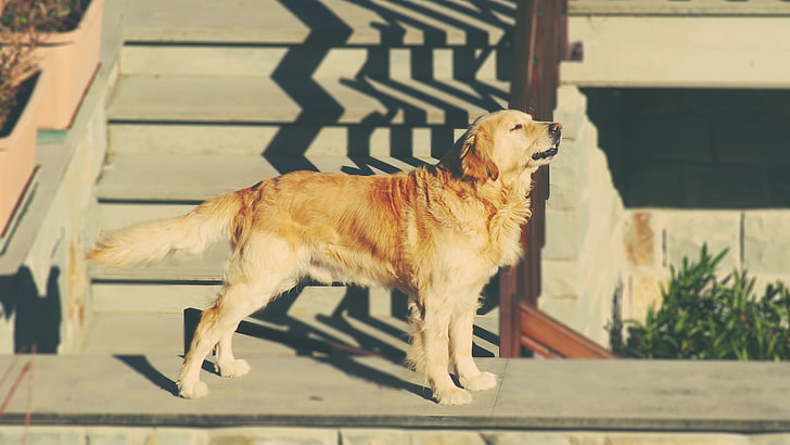 cane, animali, golden retriever, felice, fotografia, Sfondo HD