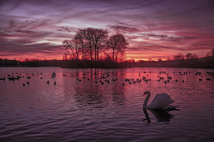 white swan on body of water near land under gray and red sky, swan, glides, Loch, white swan, body of water, land, gray, red sky, scottish, scotland, sunset, beautiful, landscape, best, UK, United  Kingdom, nature, awesome, Ecosse, lake, dusk, twilight, british, sol, reflection, bird, water, sky, beauty In Nature, HD wallpaper