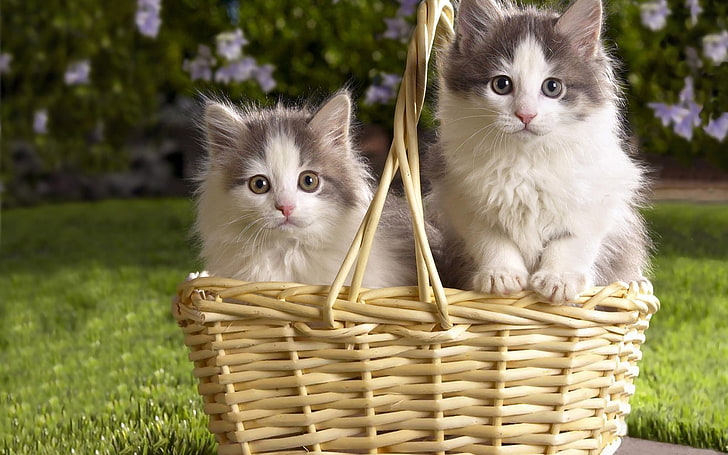 two long-coated gray-and-white cats, kittens, couple, fluffy, grass, HD wallpaper