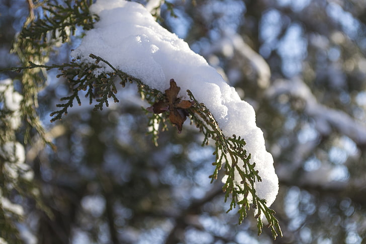 ฤดูหนาวหิมะมาโคร, วอลล์เปเปอร์ HD