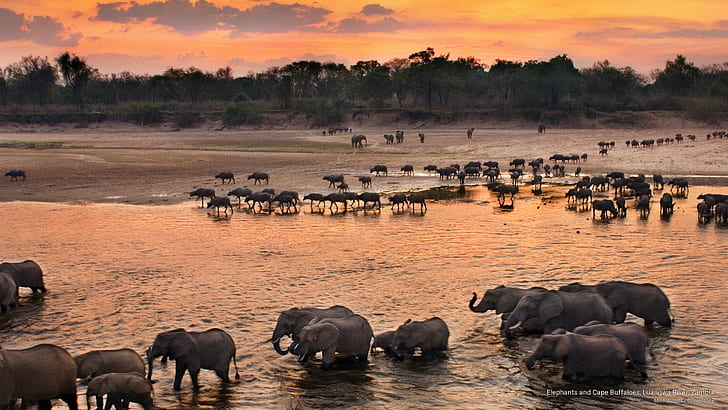 Слоны и мыс Буффало, река Луангва, Замбия, животные, HD обои