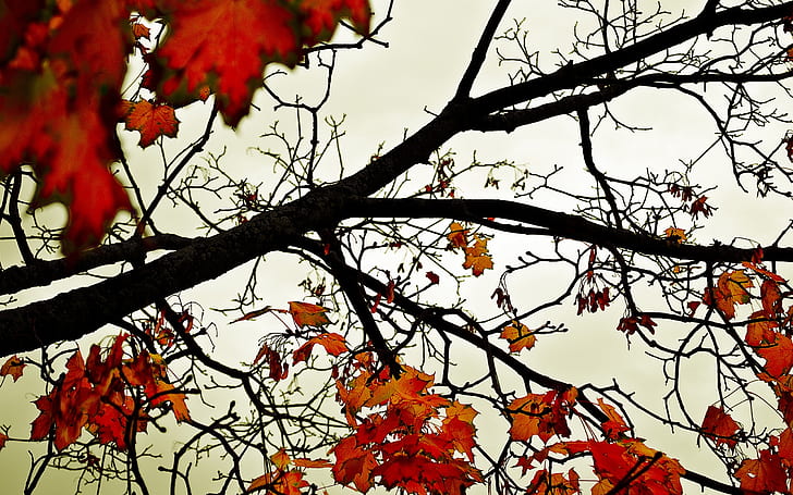 สีของฤดูใบไม้ร่วงเมเปิ้ลต้นไม้ใบไม้ธรรมชาติ, วอลล์เปเปอร์ HD