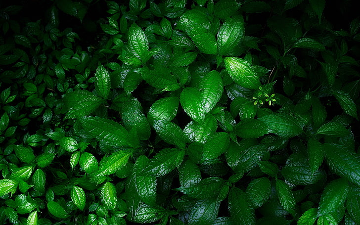 enredaderas, hojas, naturaleza, planta, verdes, Fondo de pantalla HD