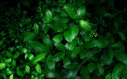 enredaderas, hojas, naturaleza, planta, verdes, Fond d'écran HD HD wallpaper