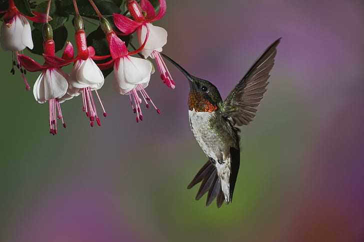 Hummingbird, black and gray humminbird, hummingbird, animals, HD wallpaper