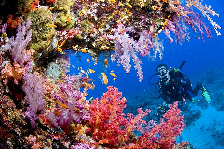 Deportes Buceo Océano Mar Submarino Arrecife de coral Personas Fondo libre, peces, fondo, coral, buceo, océano, personas, arrecife, buceo, deportes, submarino, Fondo de pantalla HD