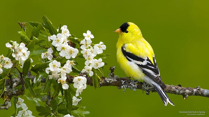 American Goldfinch in Spring, Birds, HD wallpaper