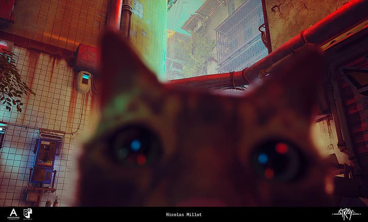 Stray, cats, cat eyes, ArtStation, Nicolas Millot, HD wallpaper