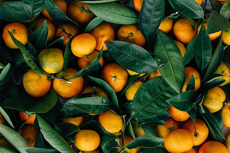 Orangenfrüchte, Mandarinen, Früchte, Zitrusfrüchte, Blätter, HD-Hintergrundbild HD wallpaper