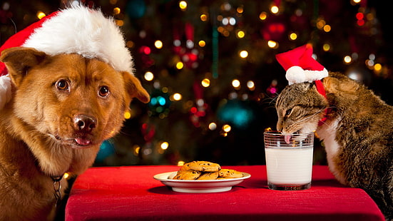 Animale, gatto e cane, gatto, Natale, luci di Natale, cane, animale domestico, Sfondo HD HD wallpaper