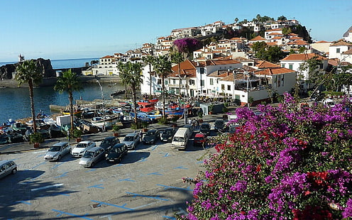 Albatros, Madeira, Portugal, Wallpaper HD HD wallpaper