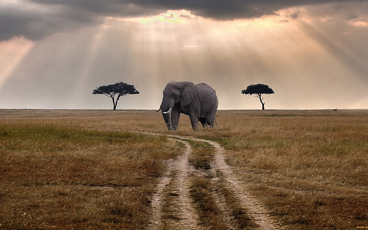 Elefant, HD-Hintergrundbild