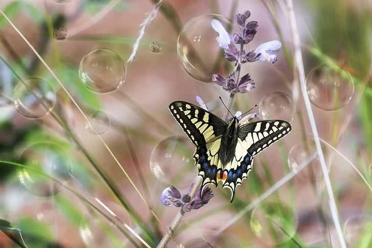 Eastern tiger swallowtail buttery perching on purple flower in close-up photography, Eastern tiger swallowtail, buttery, purple flower, close-up photography, butterfly, flowers, spring, nature, Rethymno, Crete, φύση, Κρήτη, insect, butterfly - Insect, summer, close-up, HD wallpaper