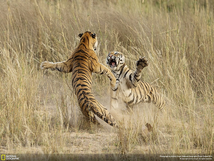 dwa gepardy, National Geographic, tygrys, duże koty, zwierzęta, Tapety HD
