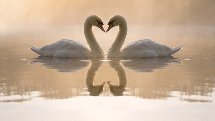 birds, couple, love, swans, white, HD wallpaper