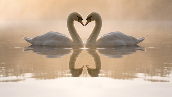 birds, couple, love, swans, white, HD wallpaper HD wallpaper