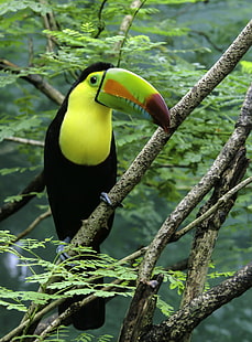 Toucan Bird perched on the tree, toucan, Toucan, edit, Bird, tree, colorful, big, beak, jungle, Challenge, Winner, wildlife, animal, nature, tropical Rainforest, rainforest, forest, tropical Climate, animals In The Wild, HD wallpaper HD wallpaper
