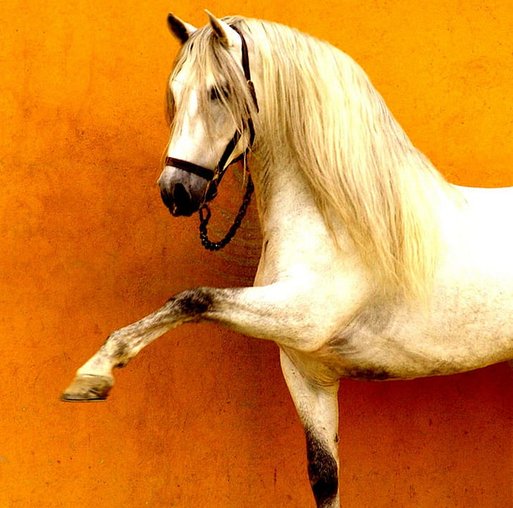 La criatura de Dios más bella, criatura, caballos, español, gris, andaluz,  Fondo de pantalla HD | Wallpaperbetter
