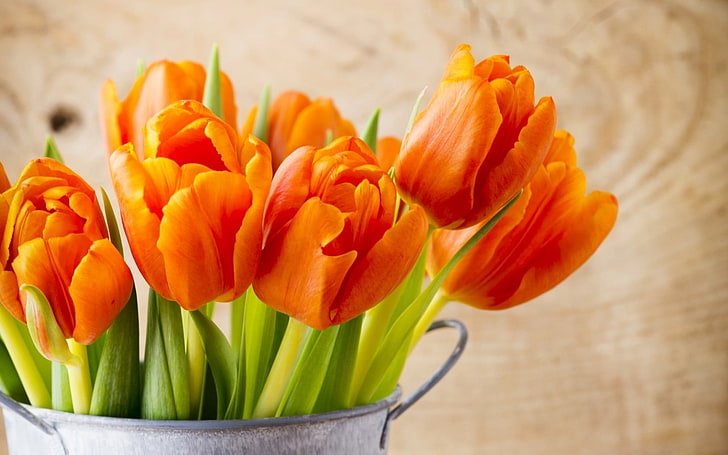 tulip oranye indah-HD Widescreen Wallpaper, Wallpaper HD